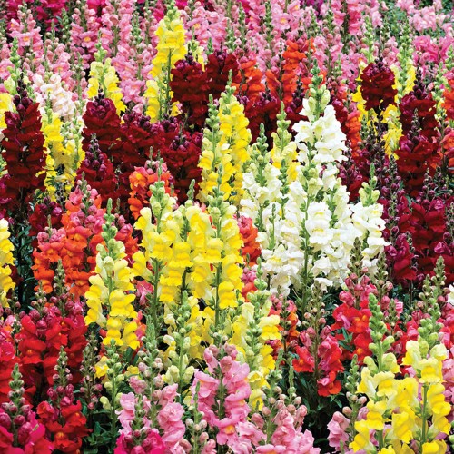 1 - SnapDragon Mix