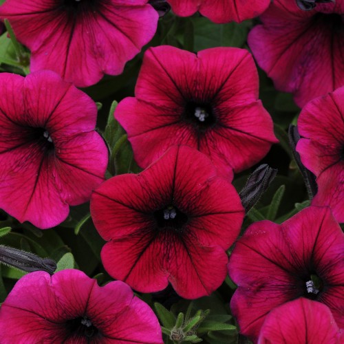 10 - Deep Purple Shock Wave Petunia