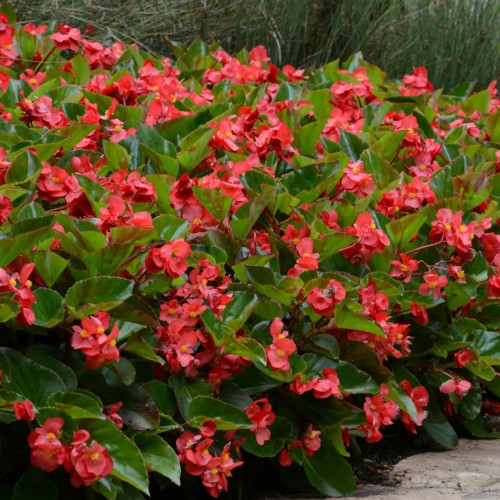 12 - Dragon Wing Red Begonia