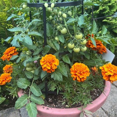 15 - Tomato Planter with Marigolds