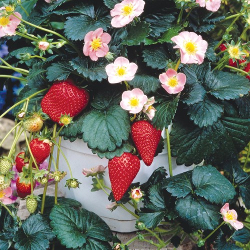 16 - Strawberry Hanging Basket