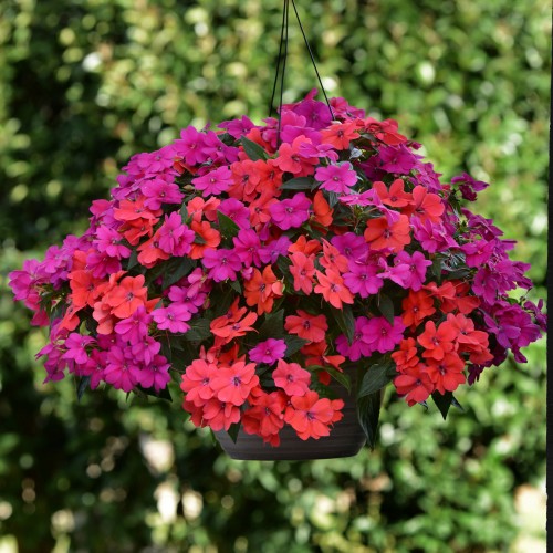 17 - Sunpatiens Hanging Basket