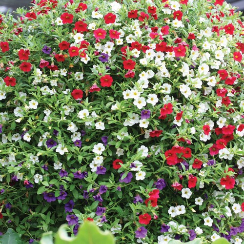 18 - Old Glory Hanging Basket