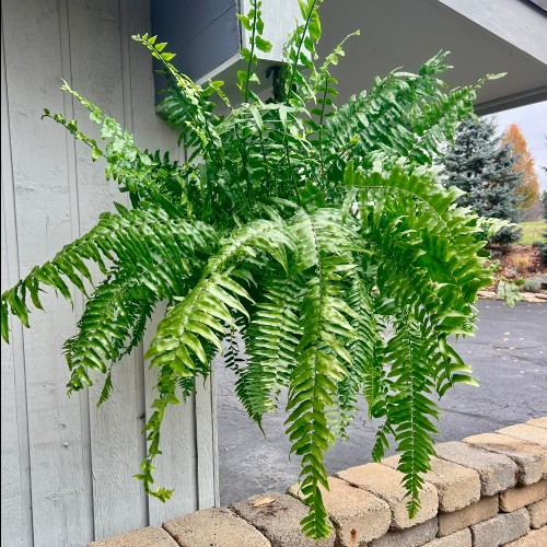 19 - Macho Fern Hanging Basket