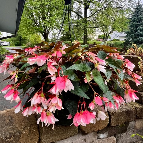 21 - Waterfall Begonia Hanging Basket