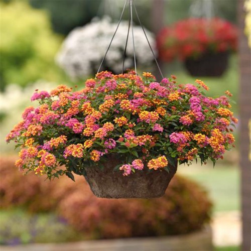 23 - Shamrock Rose Lantana Hanging Basket