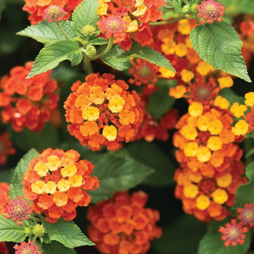 25 - Butterfly Loving Lantana Trio