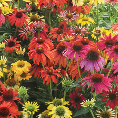 27 - Echinacea Perennial Trio