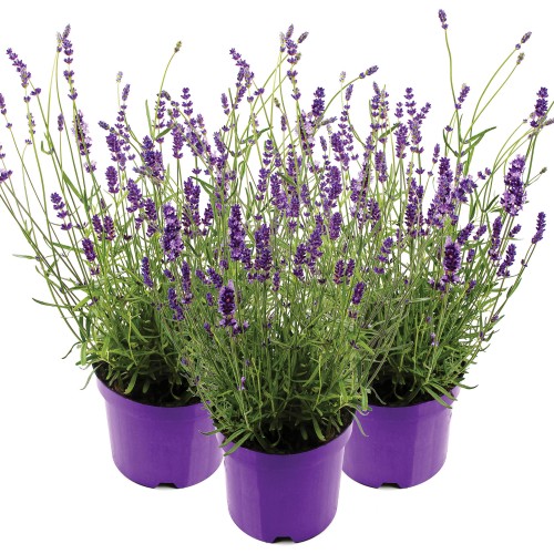 29 - Big Blue Lavender Perennial Trio