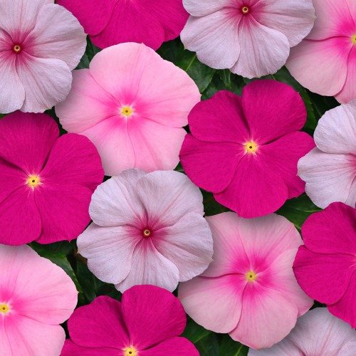 3 - Sun Loving Bubblegum Vinca Mix