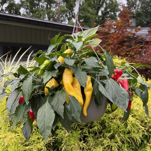 31 - Peppers From Heaven Hanging Basket