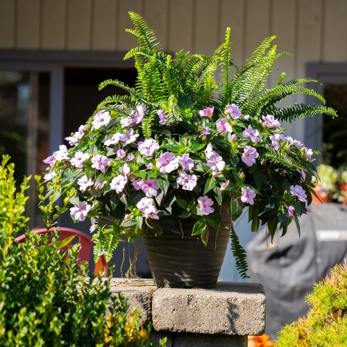 32 - Sunpatiens Orchid Mix Planter