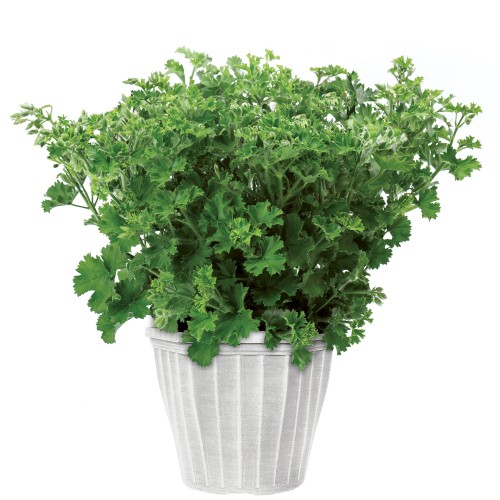 34 - Mosquito Chaser Geranium Planter