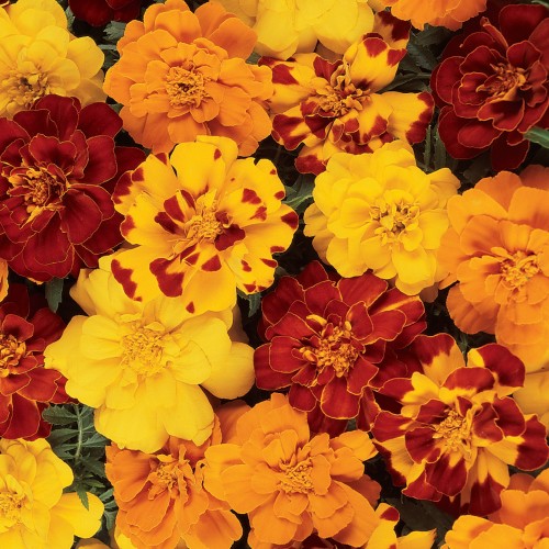 4 - Durango Outback Marigold Mix