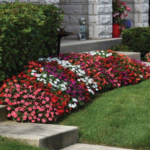 5 - Shade-Loving Beacon Impatiens