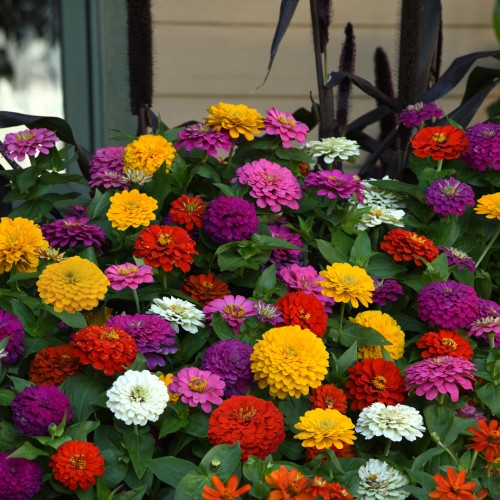 6 - Zesty Zinnia Mix