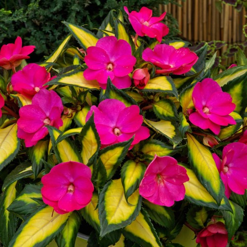 7 - Tropical Rose Sunpatiens