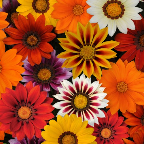 9 - New Day Gazania Mix